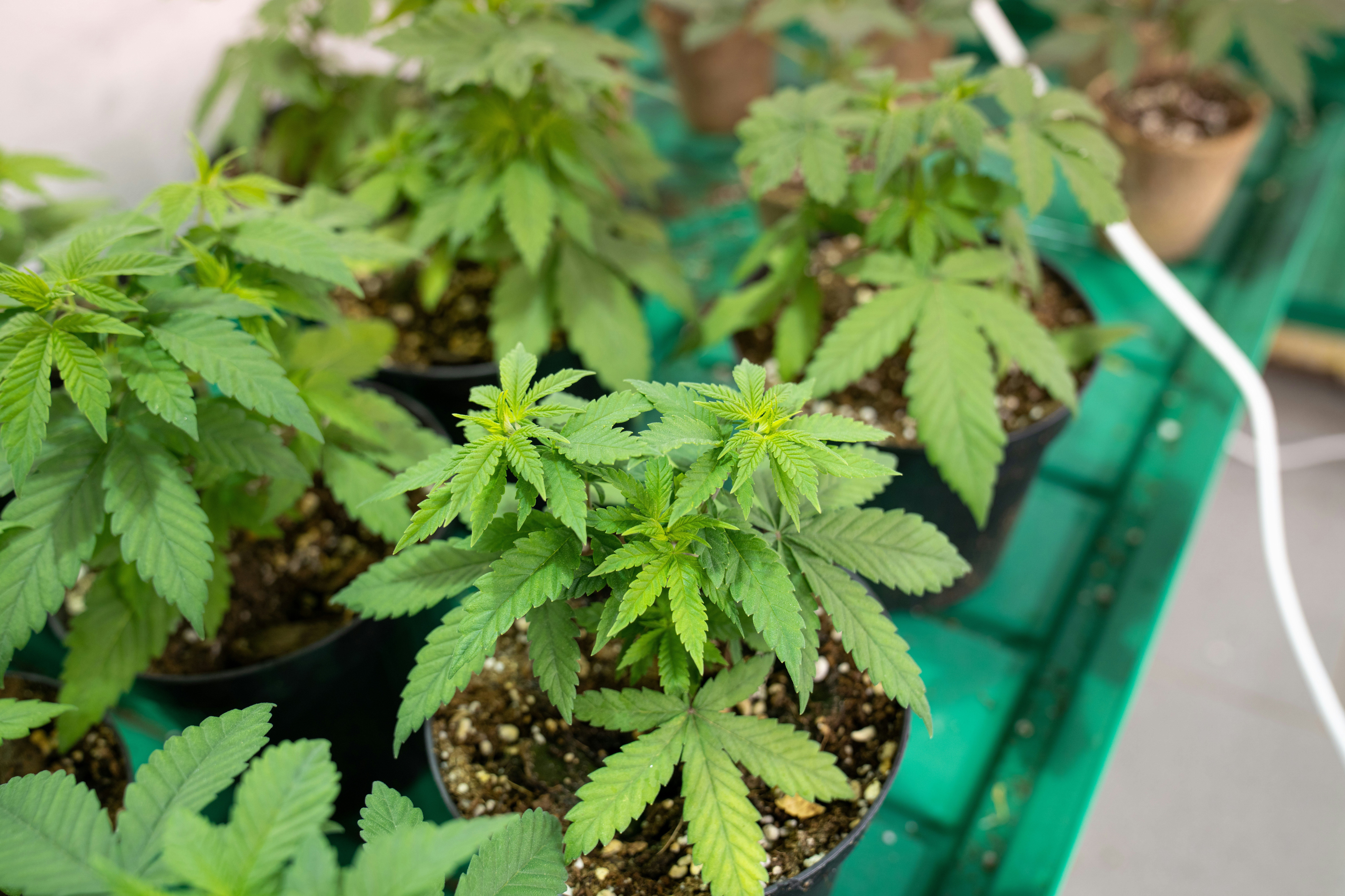 Photo by crystalweed