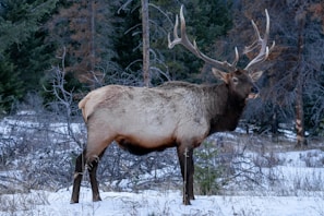 A detailed print of a majestic elk standing in a snowy mountain meadow at dawn.