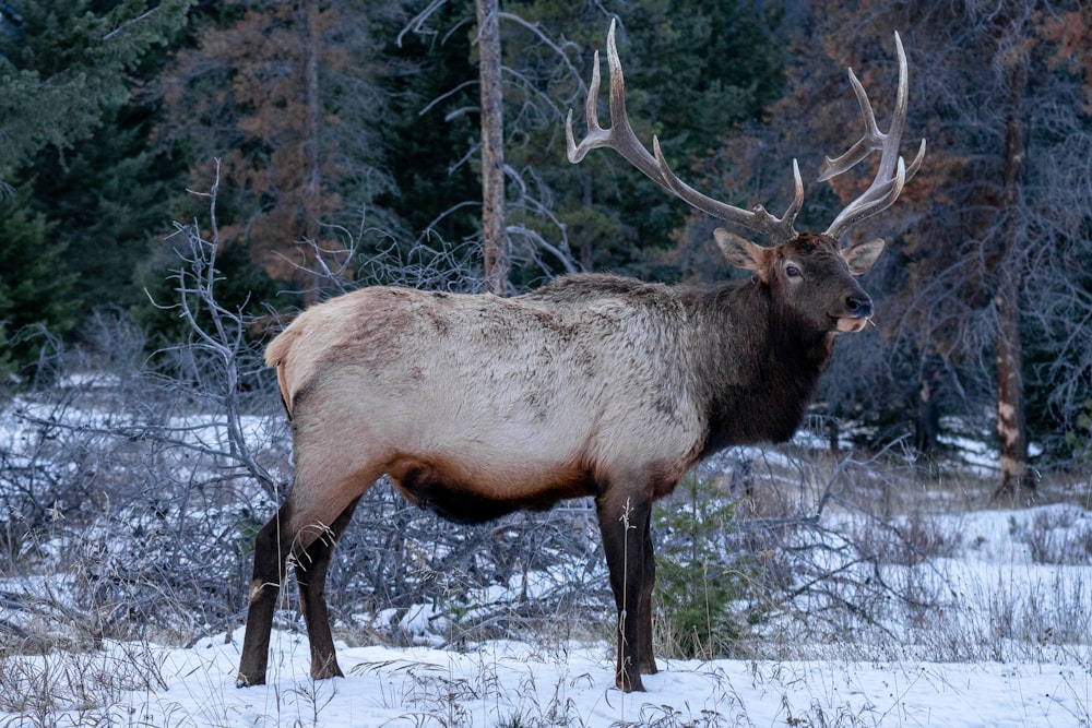 brown deer on snow covered ground during daytime