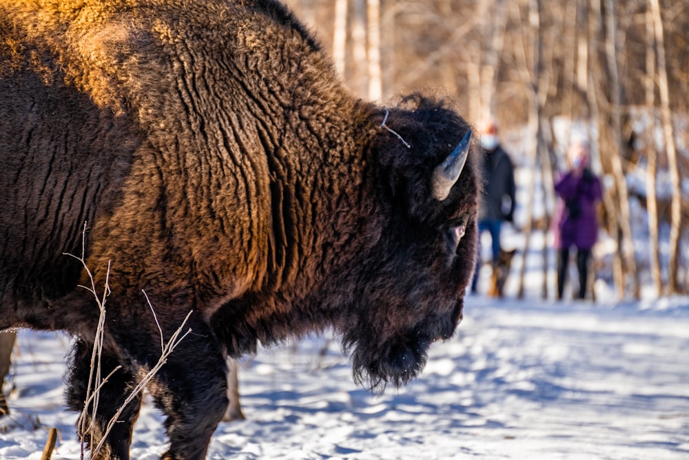 brown and black animal on snow covered ground during daytime