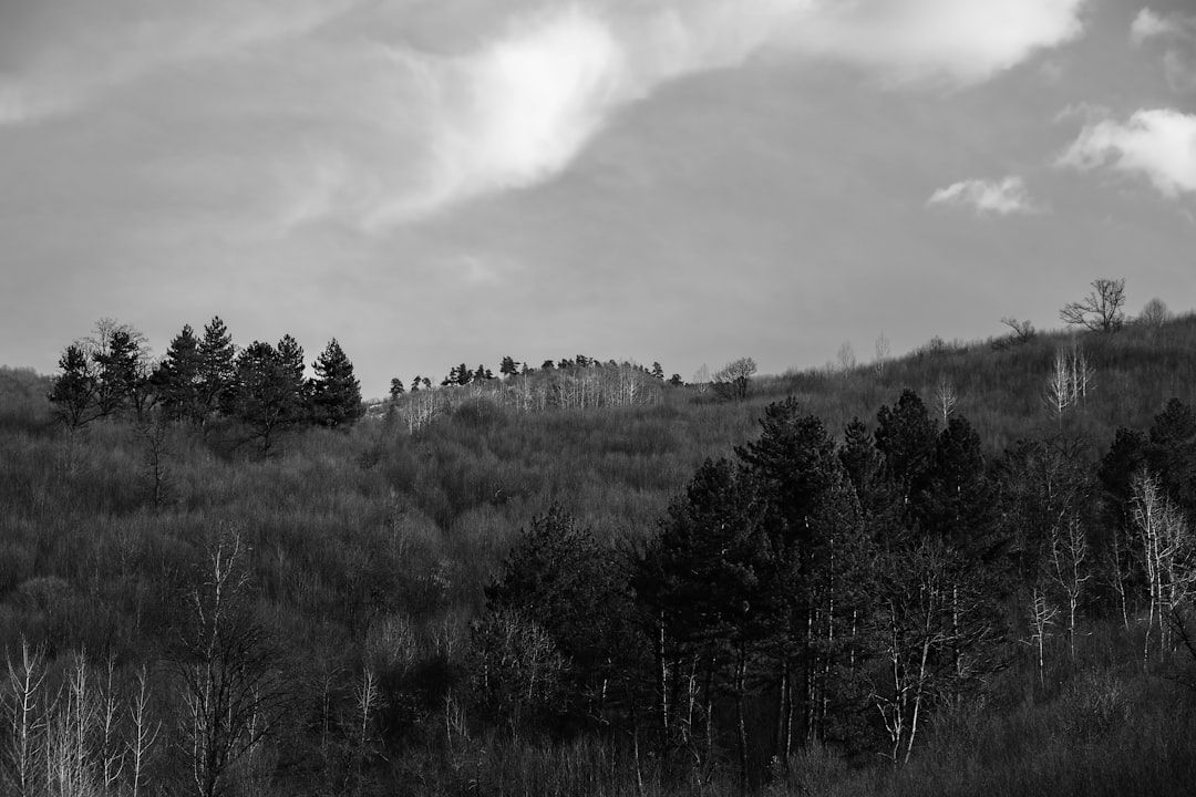 grayscale photo of trees and grass