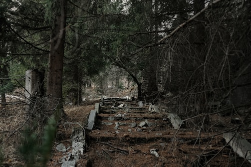 An abandoned railway track overgrown with vegetation runs through a dense forest. The path is covered with fallen leaves and pine needles, surrounded by tall evergreen trees. The atmosphere feels secluded and untouched, with the tracks partially buried under natural debris.