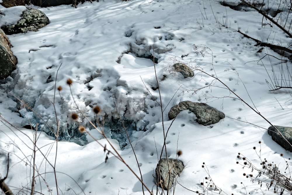 brown tree branch covered with snow