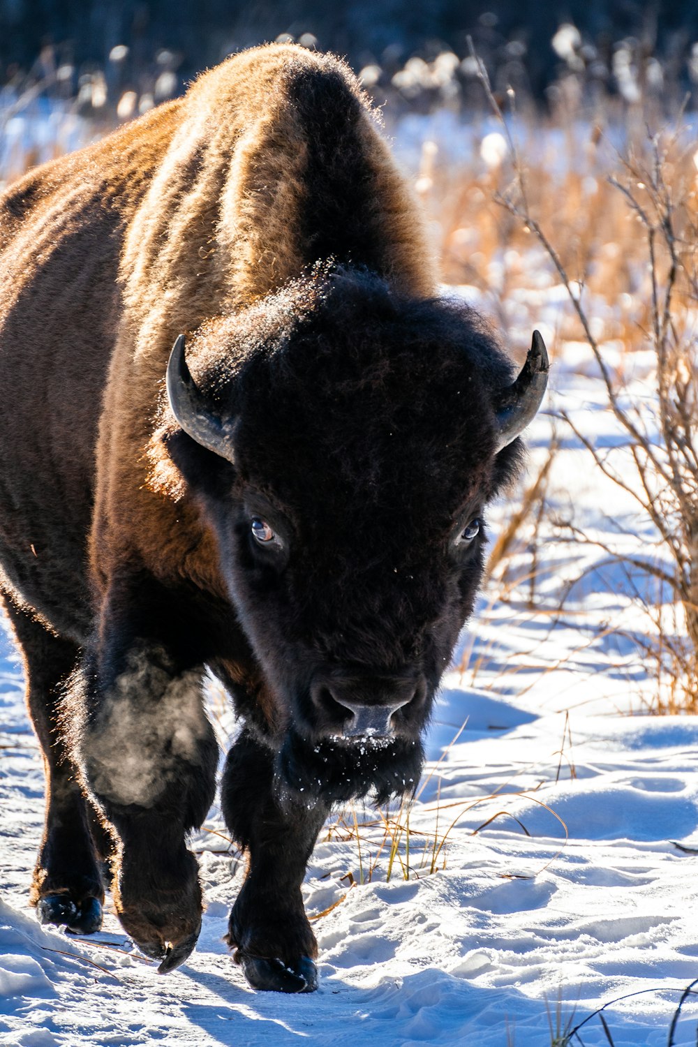 brown bison on snow covered ground during daytime