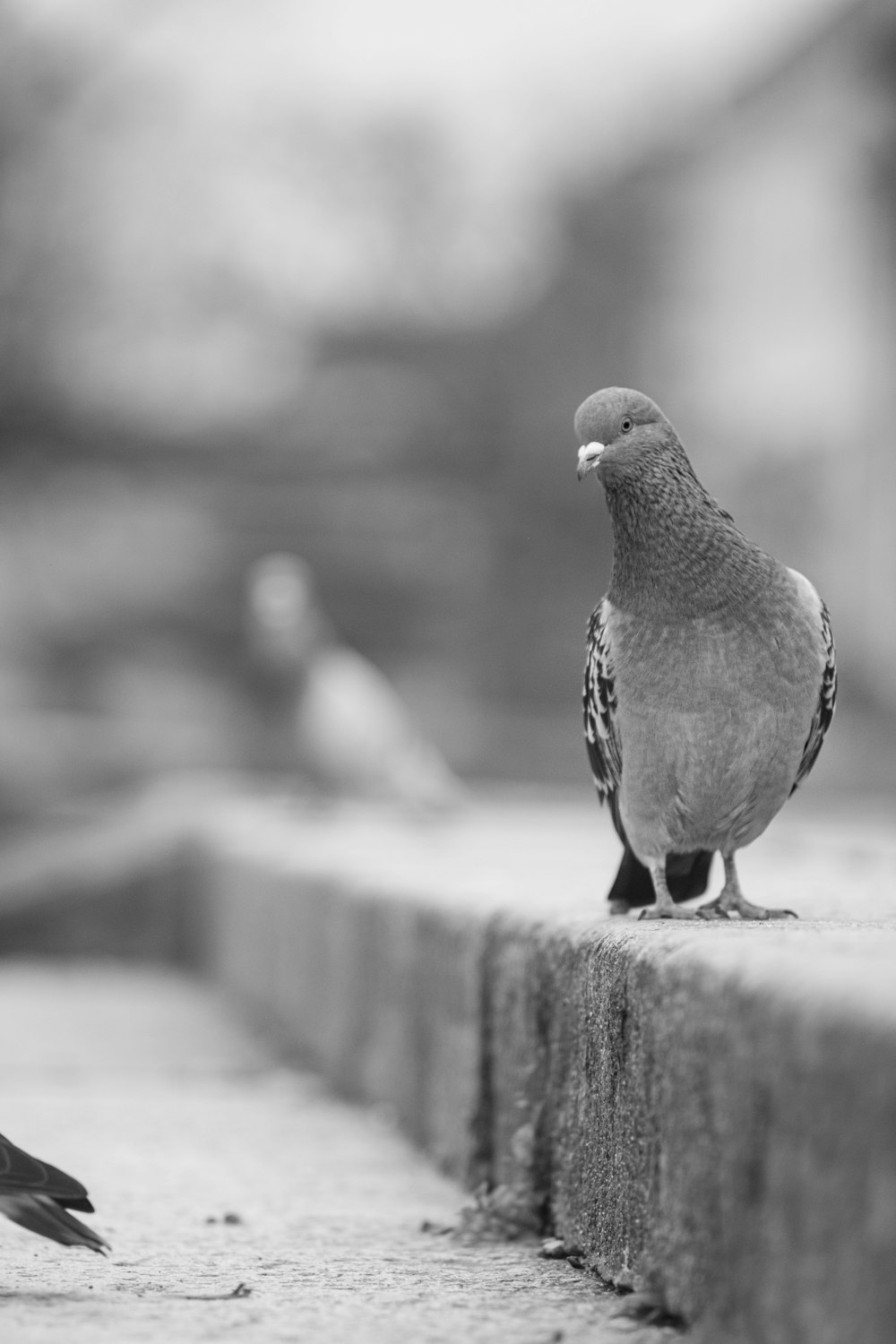 two birds are standing on a brick wall