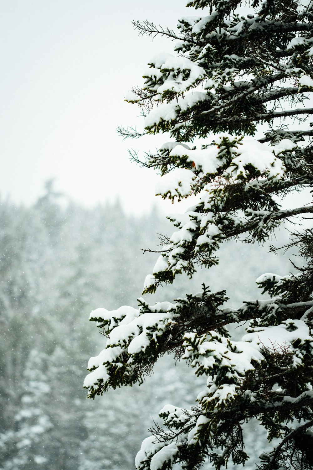 green tree covered with snow