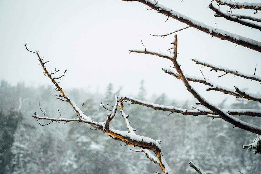 brown tree branch with snow