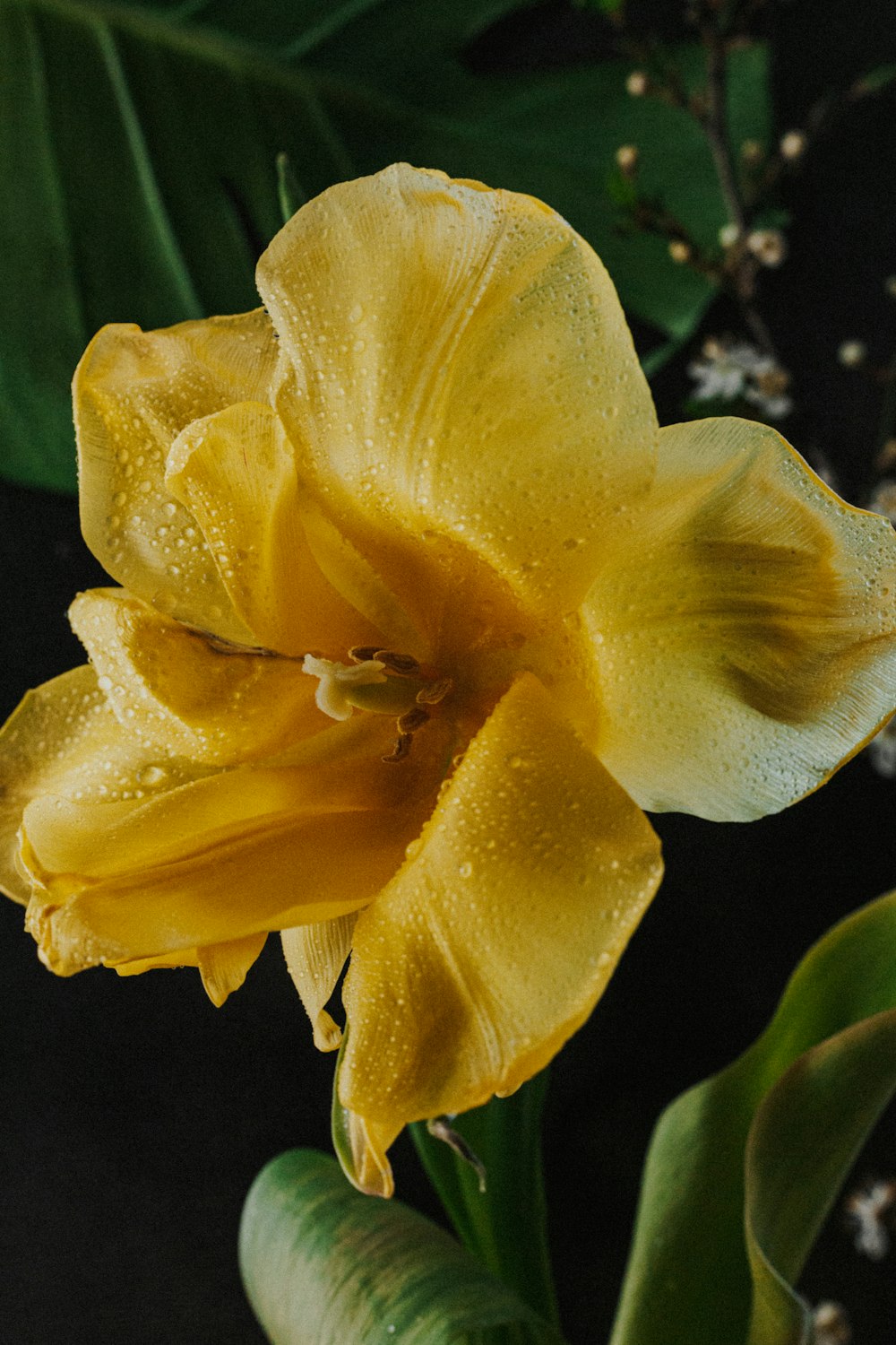 yellow flower with water droplets