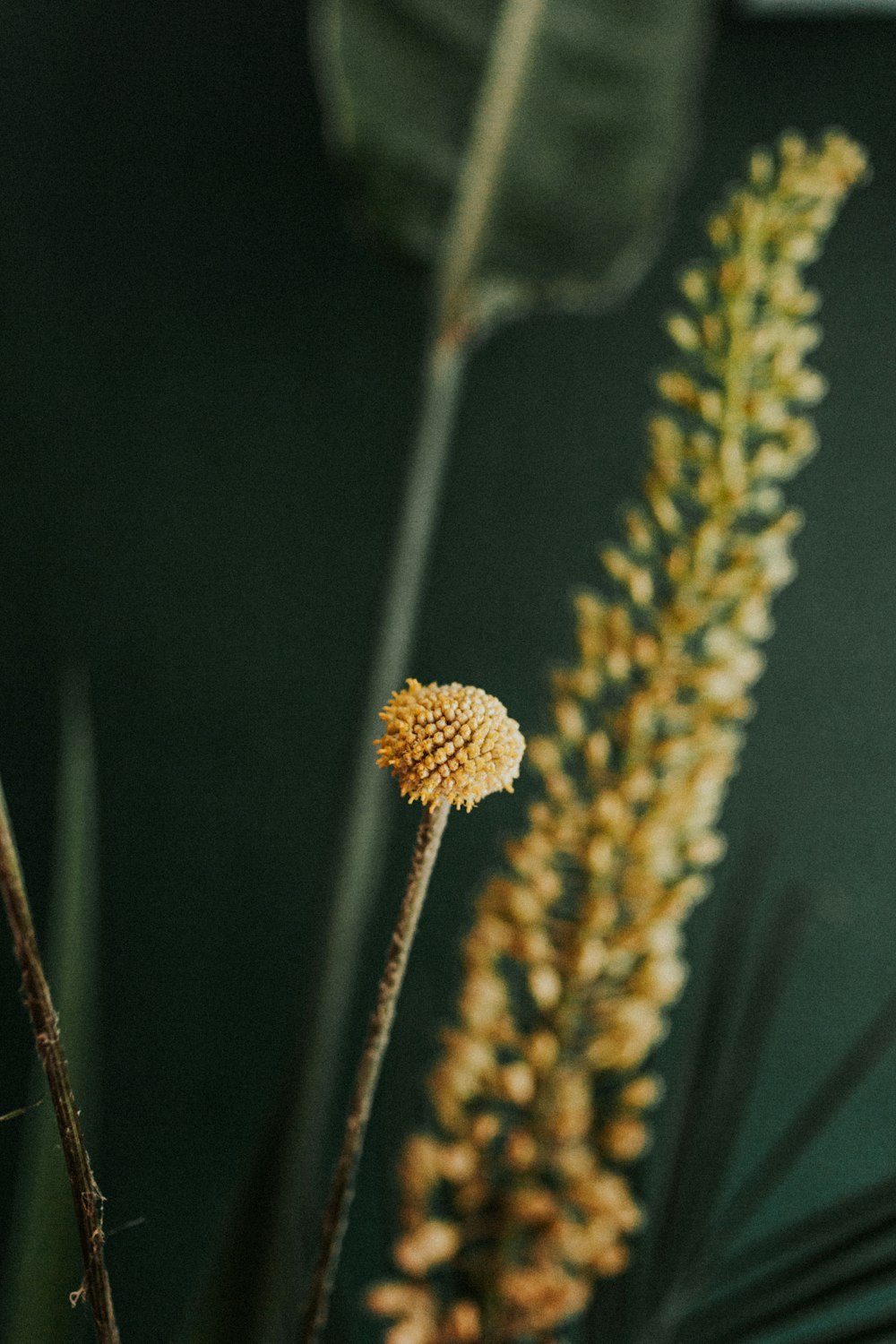 brown and white flower in close up photography