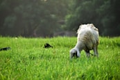 Close-up of a fresh goat grazing peacefully in verdant pasture under open sky.