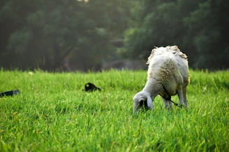 A farmer attentively feeding goats in a lush green farm setting.