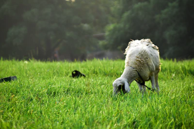 A farmer attentively feeding goats in a lush green farm setting.