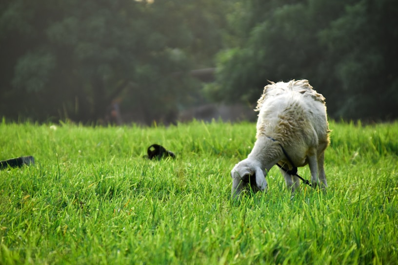 A close-up of a healthy goat grazing on lush green pasture under a bright Texas sky.
