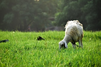 A goat is grazing in a lush green field. The animal appears to be enjoying the fresh grass with its head down, surrounded by vibrant green vegetation. The background features blurred greenery, suggesting a peaceful rural setting.