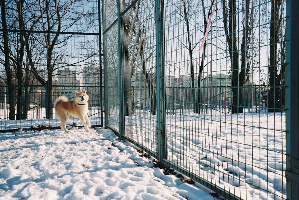 white and brown dog on snow covered ground