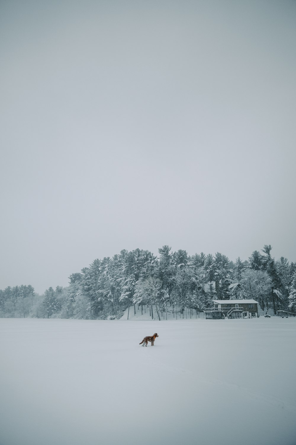 brown dog running on snow covered ground during daytime