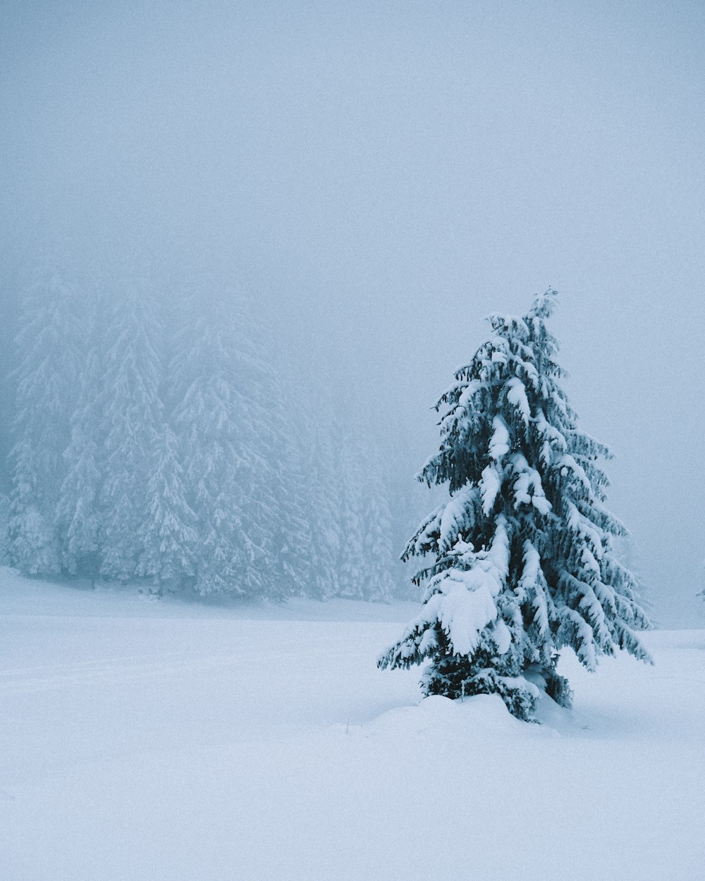 green pine tree covered with snow