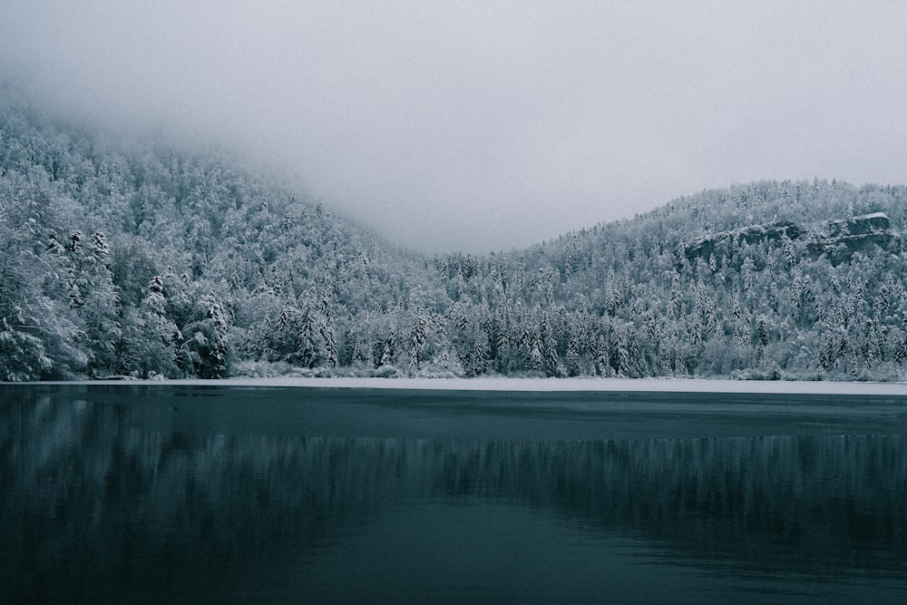 green trees near lake during daytime