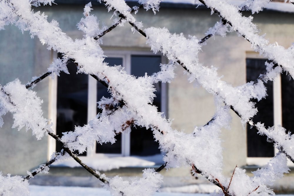 white snow on brown tree branch