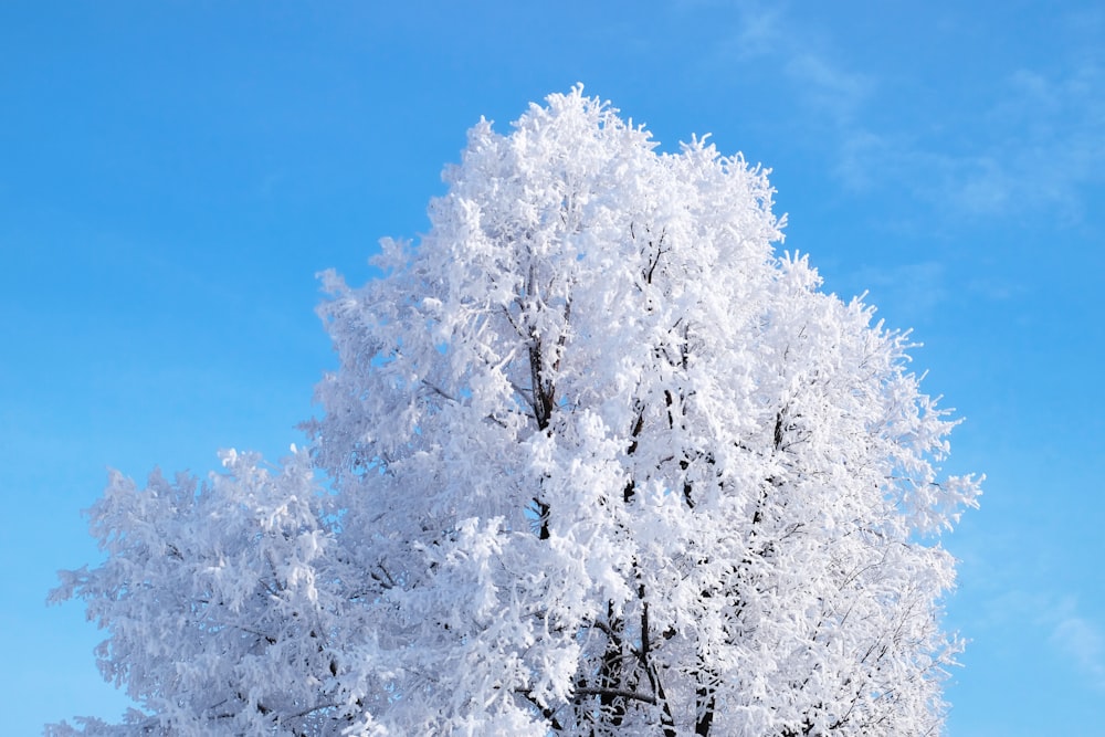 昼間の青空に映える白葉樹