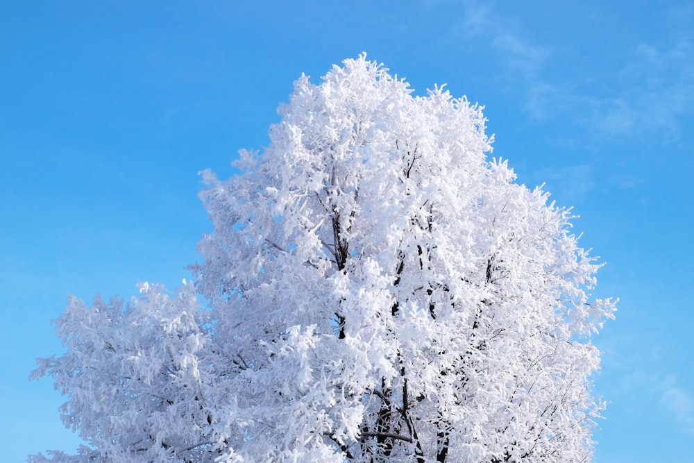 white leaf trees under blue sky during daytime