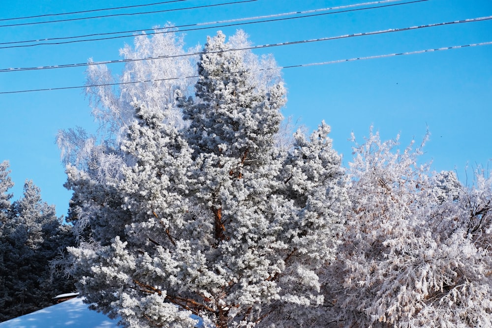 árvores brancas cobertas de neve sob o céu azul durante o dia
