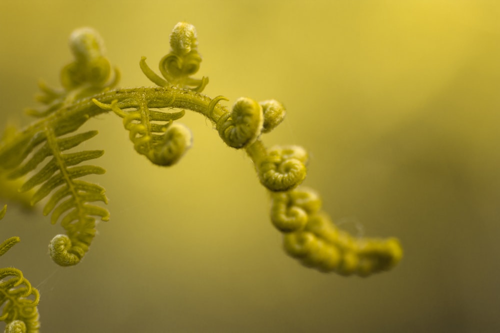 green plant in close up photography