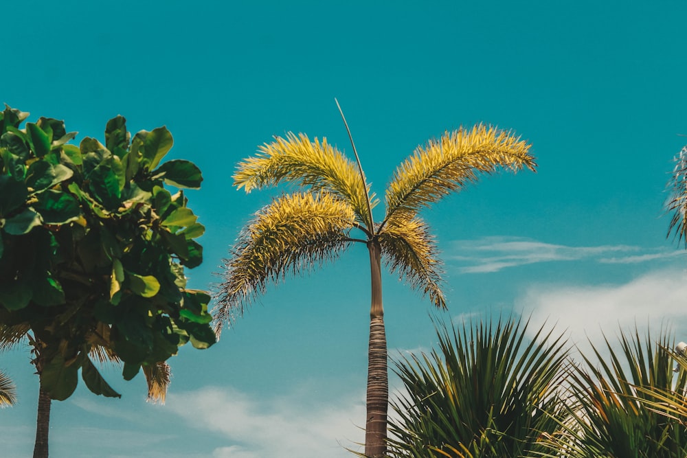 green palm tree under blue sky during daytime