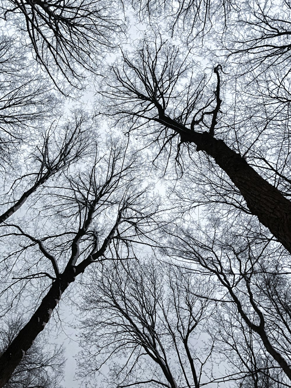 low angle photography of leafless trees