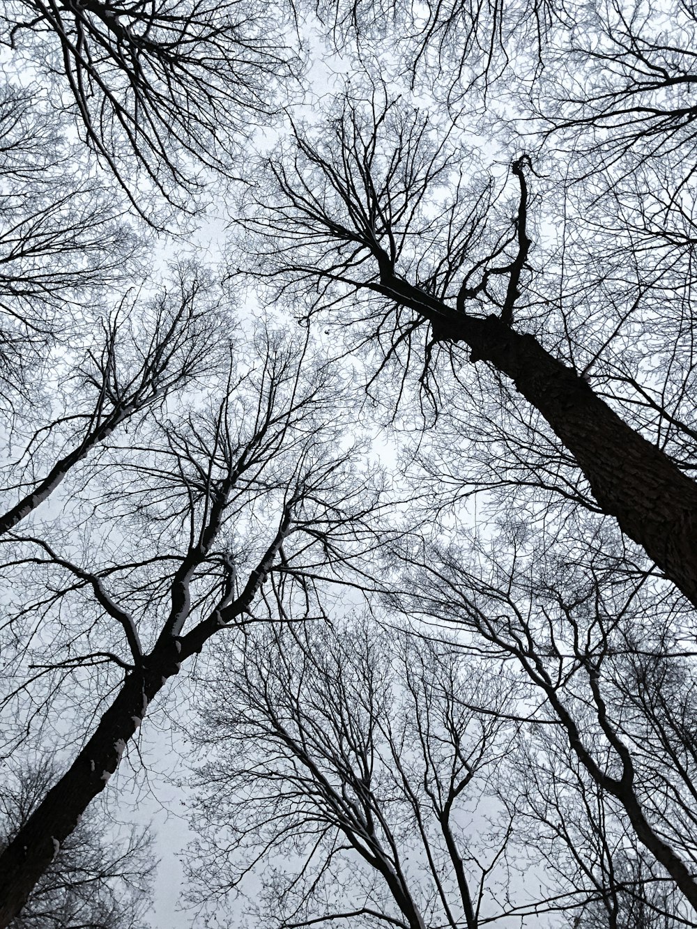 Fotografía de ángulo bajo de árboles sin hojas