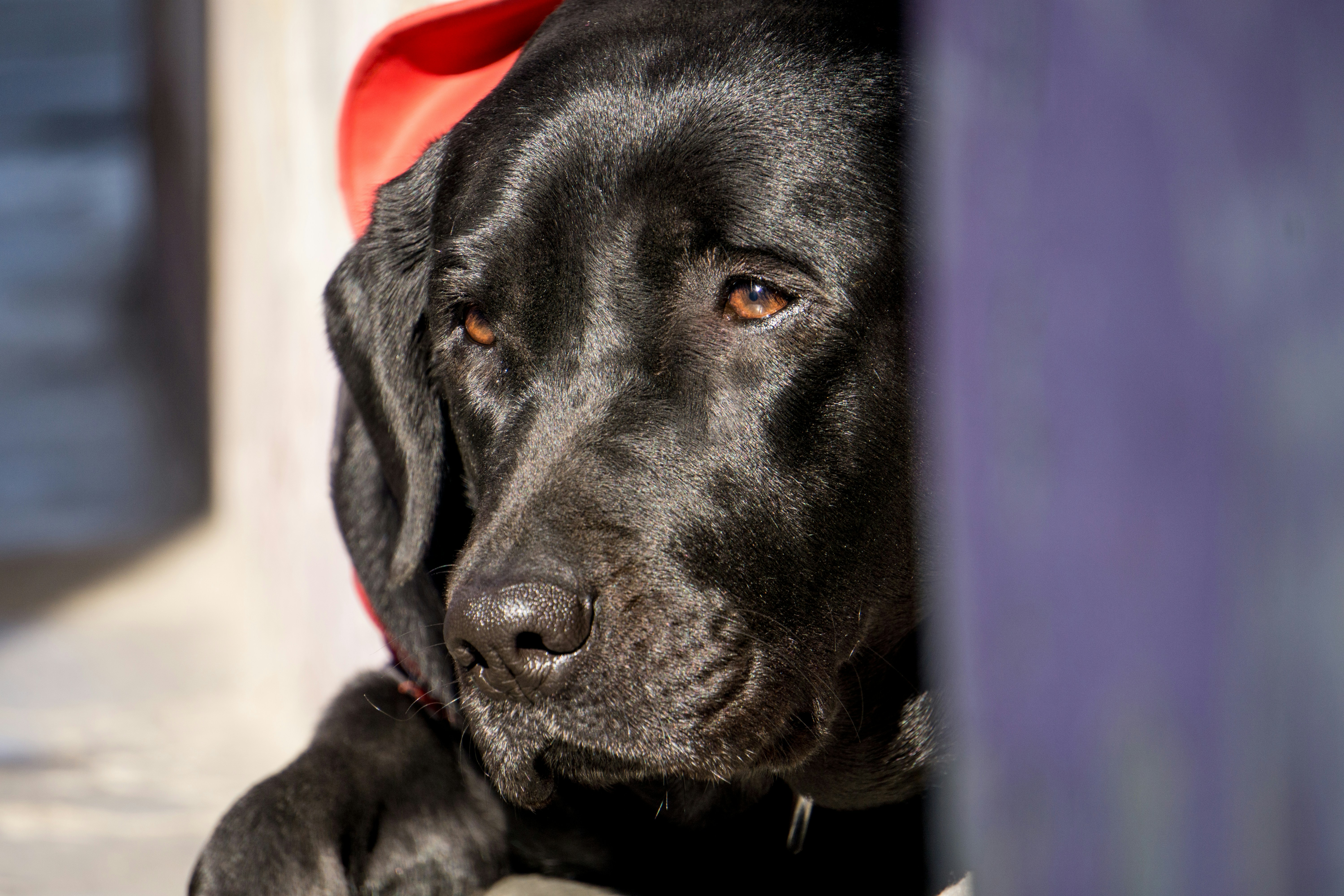 床に横たわっている黒のラブラドールレトリバーの子犬の写真 Unsplashで見つけるラクナウの無料写真