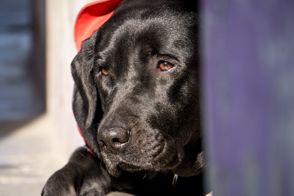 black labrador retriever puppy lying on floor