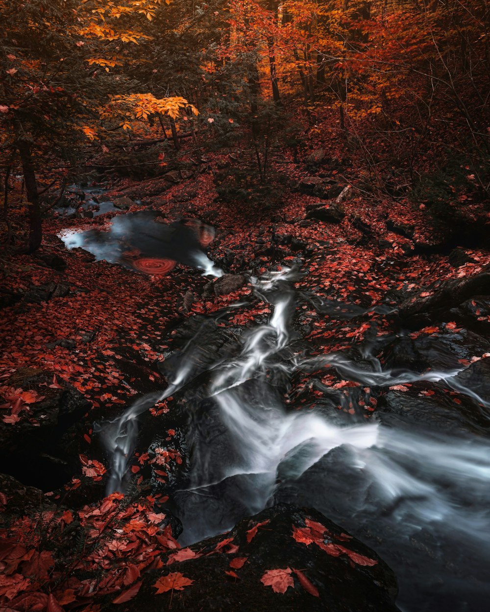 red and brown trees and river