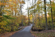 A winding trail through autumn trees, illustrating the journey of recovery.