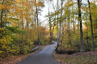 A winding trail through autumn trees, illustrating the journey of recovery.