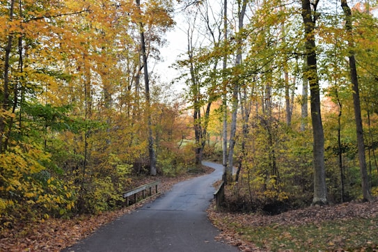 A winding path cuts through a forest filled with tall trees displaying vibrant autumn colors, such as orange, yellow, and green. Fallen leaves scatter the path, and the overall scene suggests a tranquil, natural setting.
