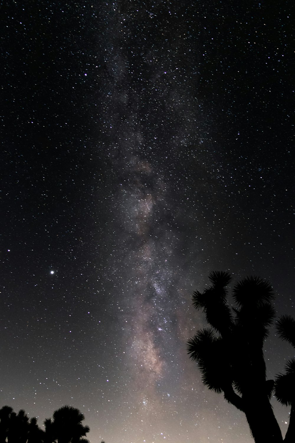 silhouette of palm tree under starry night