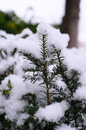 green plant covered with snow