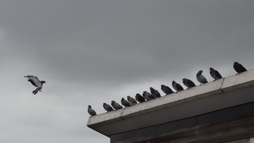 black and white bird on roof