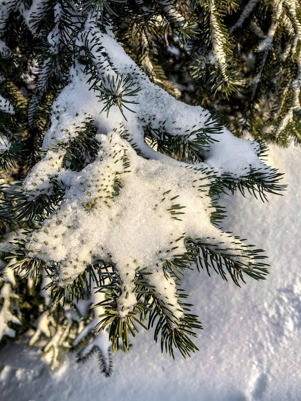 white snow flakes on green pine tree