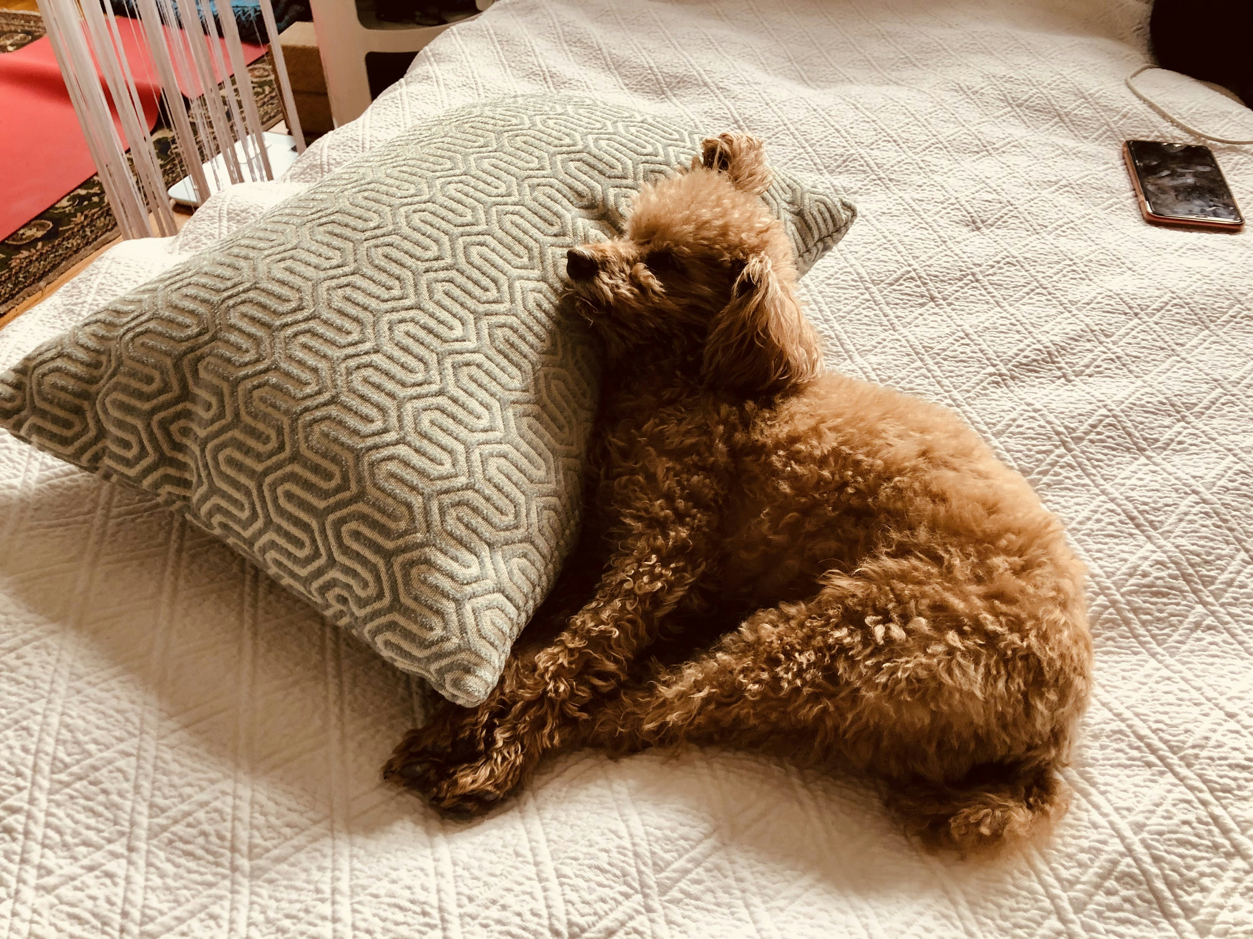 Poodle relaxes on bed in sun