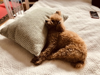 A small, curly-haired dog is comfortably resting against a geometric-patterned pillow on a textured bedspread. A smartphone is visible nearby, placed on the bed.