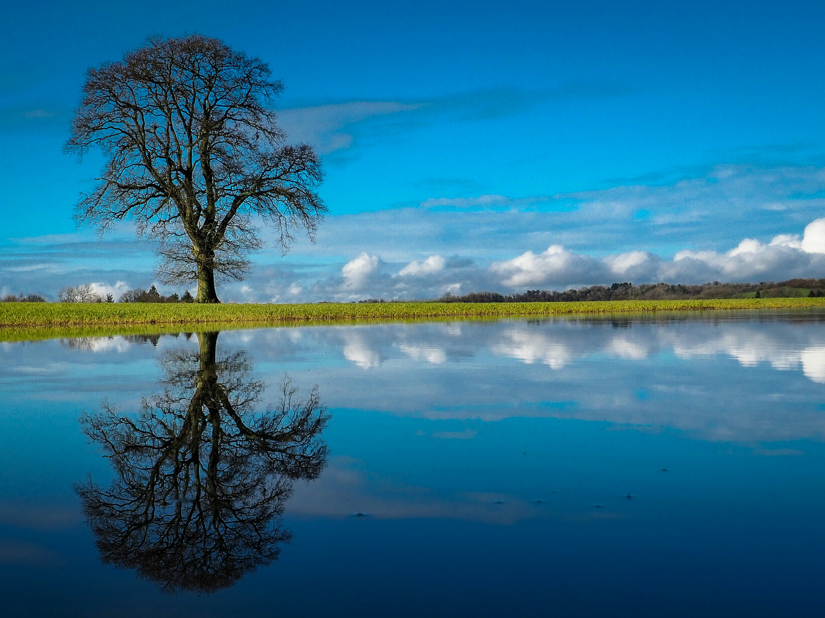 Árbol sin hojas cerca del cuerpo de agua durante el día