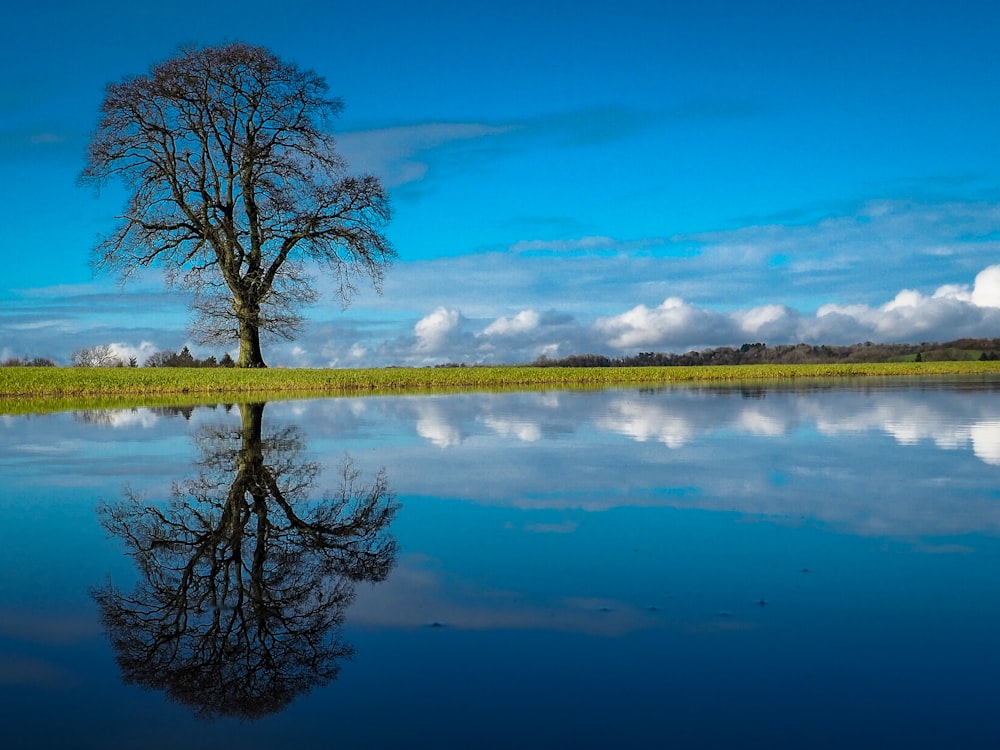 leafless tree near body of water during daytime