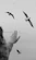 white birds flying in grayscale photography