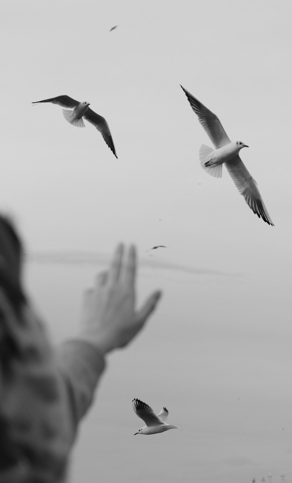 white birds flying in grayscale photography