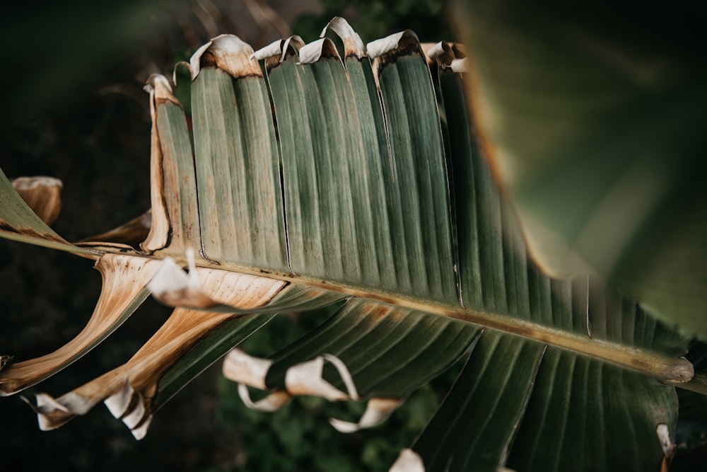 green banana leaves in close up photography