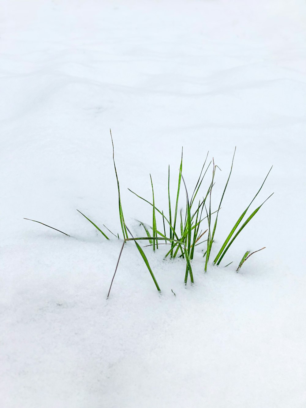 green grass on white snow