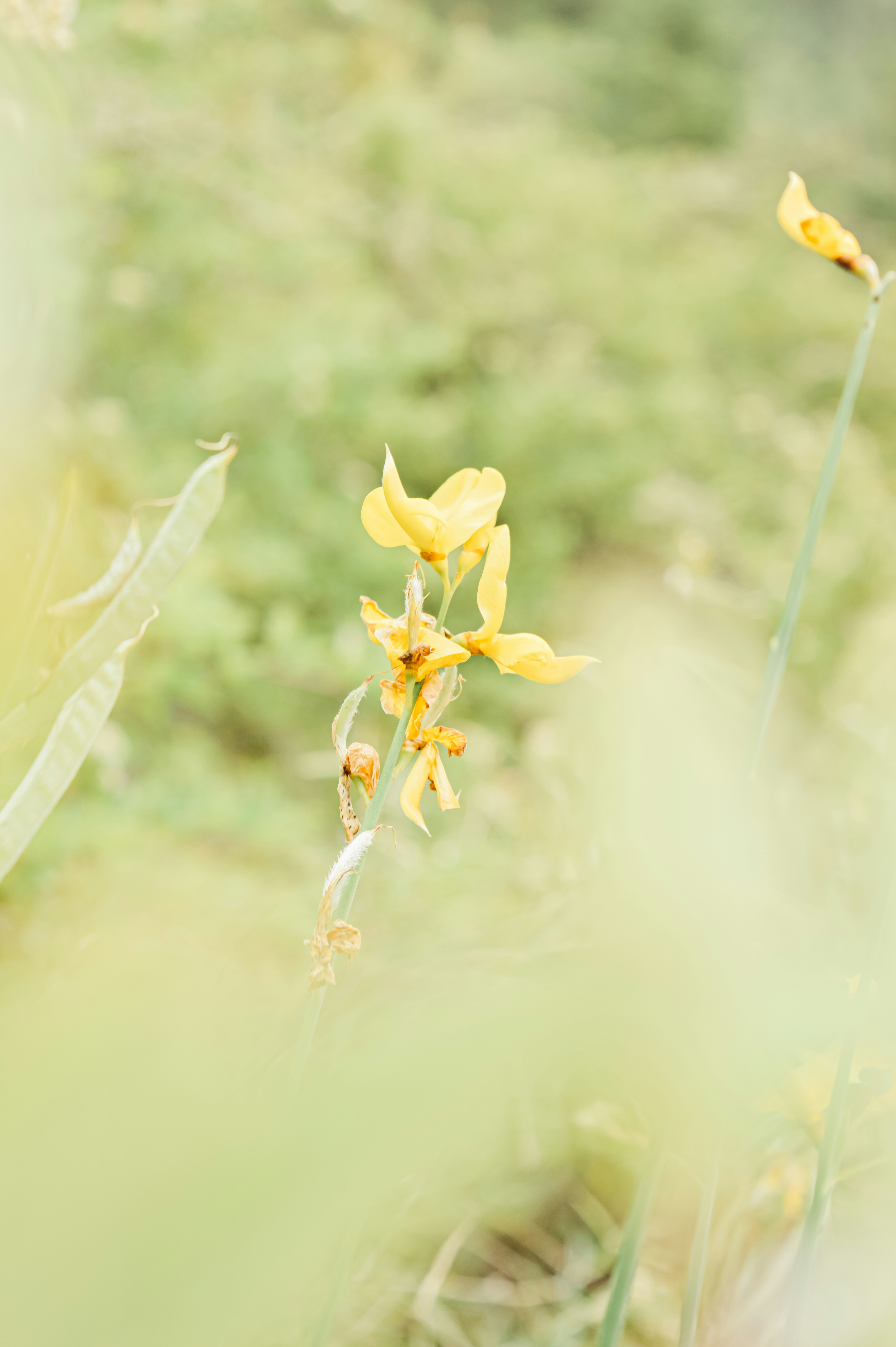 yellow flower in tilt shift lens