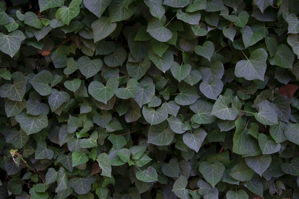 green leaves plant during daytime